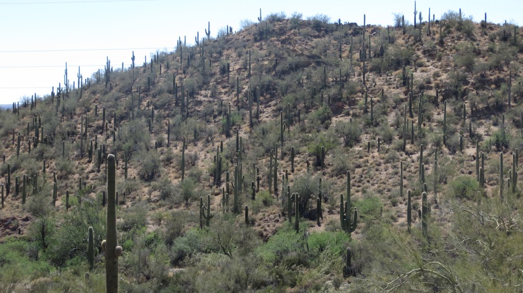 Much better shots from the highway than in the NP