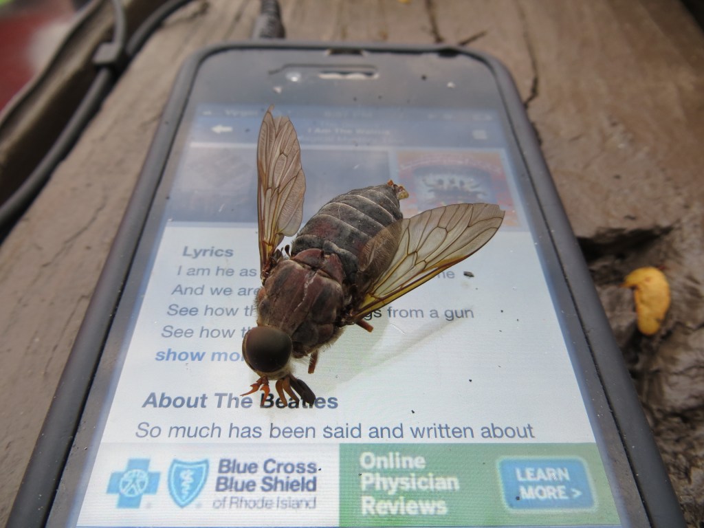 Buzz Buzz! This horsefly was loving my yoga sessions. I was seriously not happy with him. 