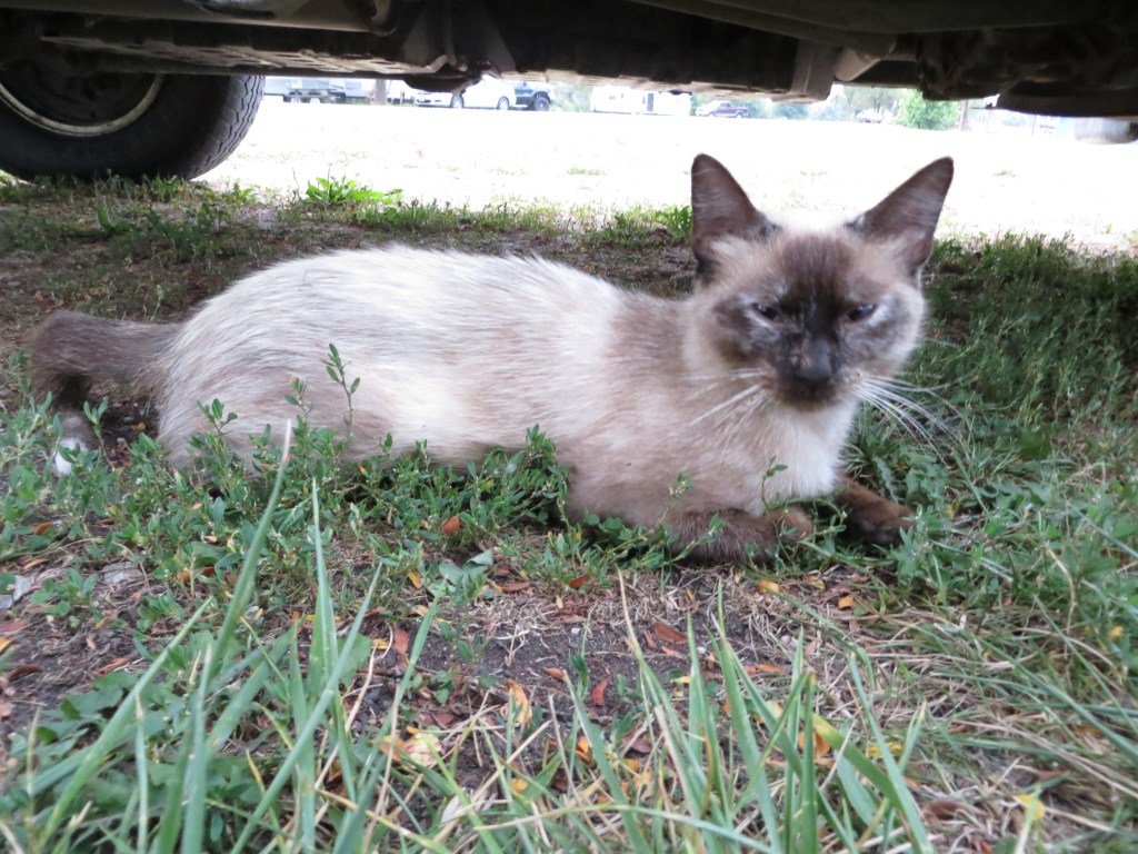 Purr Purr Cross-eyed kitty cat made everything dandy 