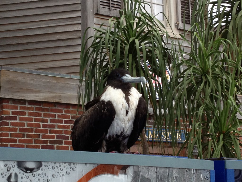A rescued Frigatebird A fisherman found him floating in the water, brought him aboard and set him here to dry.