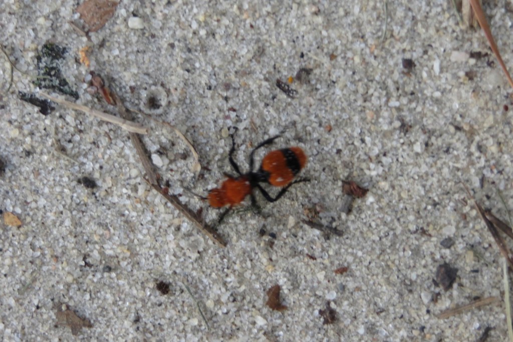 Red Velvet Ant :D