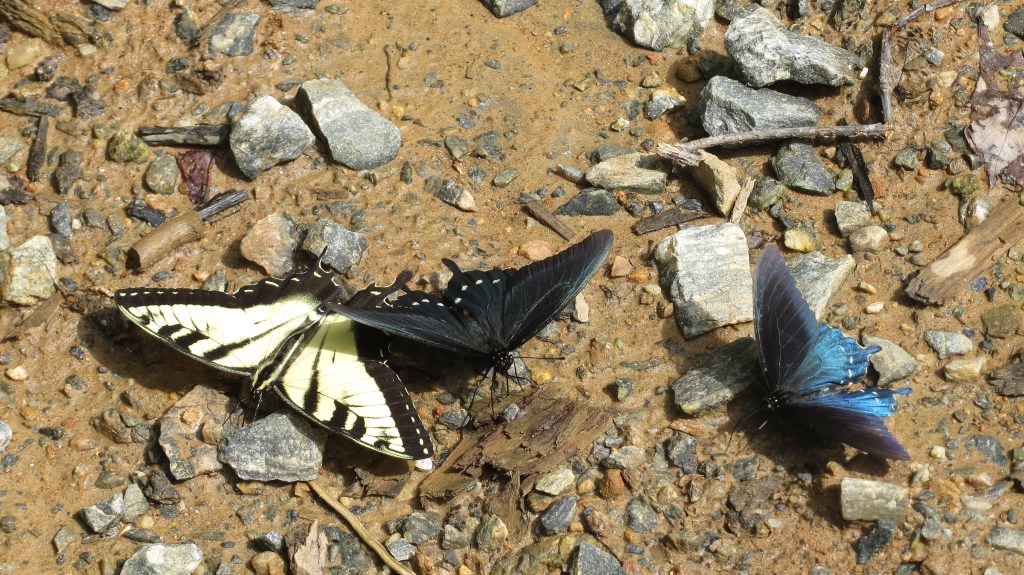 So many butterflies!