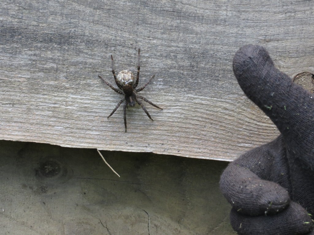 Little did I know they are only going to get bigger from here :/