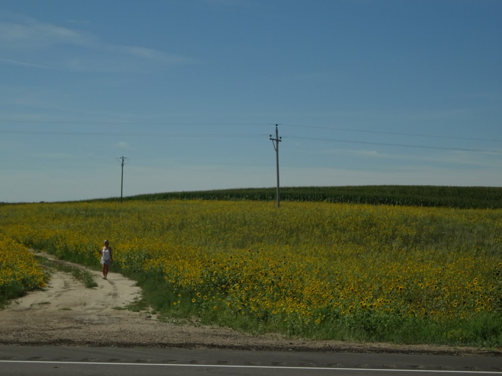 Black-Eyed Susans everywhere!