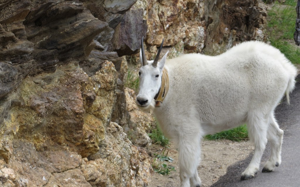 I didn't even need to tell Tom to pull over 