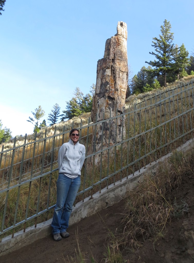 Now THAT'S a petrified TREE!